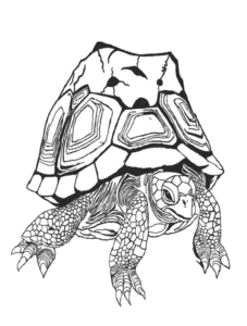 002 – Leo de schildpad