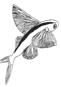 007 – Vliegvis